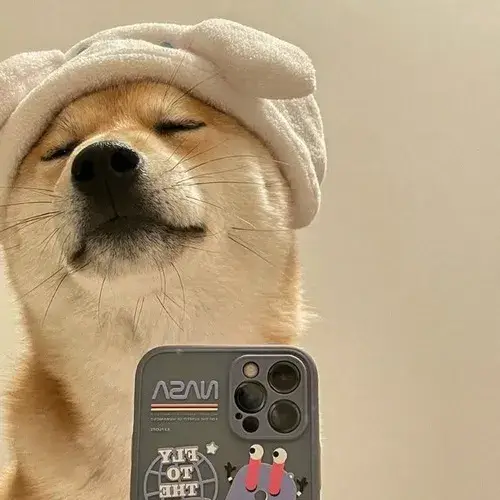 100 Ảnh Avatar Chó Meme Hài Hước Nhây Bựa cho hội người không thích nghiêm túc